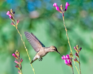 Immature Ruby Throated Hummingbird Feeding on Purple Salvia