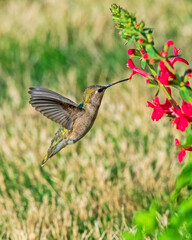 Juvenile Ruby-Throated Humingbird Hovering to Feed