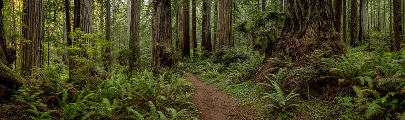 Panorama of Ferns and Redwood Trunks