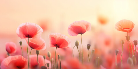 Fototapeta premium Red Poppy Meadow: Summer's Floral Beauty in a Wild Field