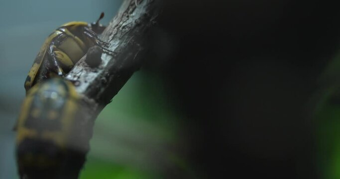The video shows a multicolored ladybug with black spots on its back crawling on a tree branch. The ladybug is moving slowly and deliberately towards the right of the screen. The background is green