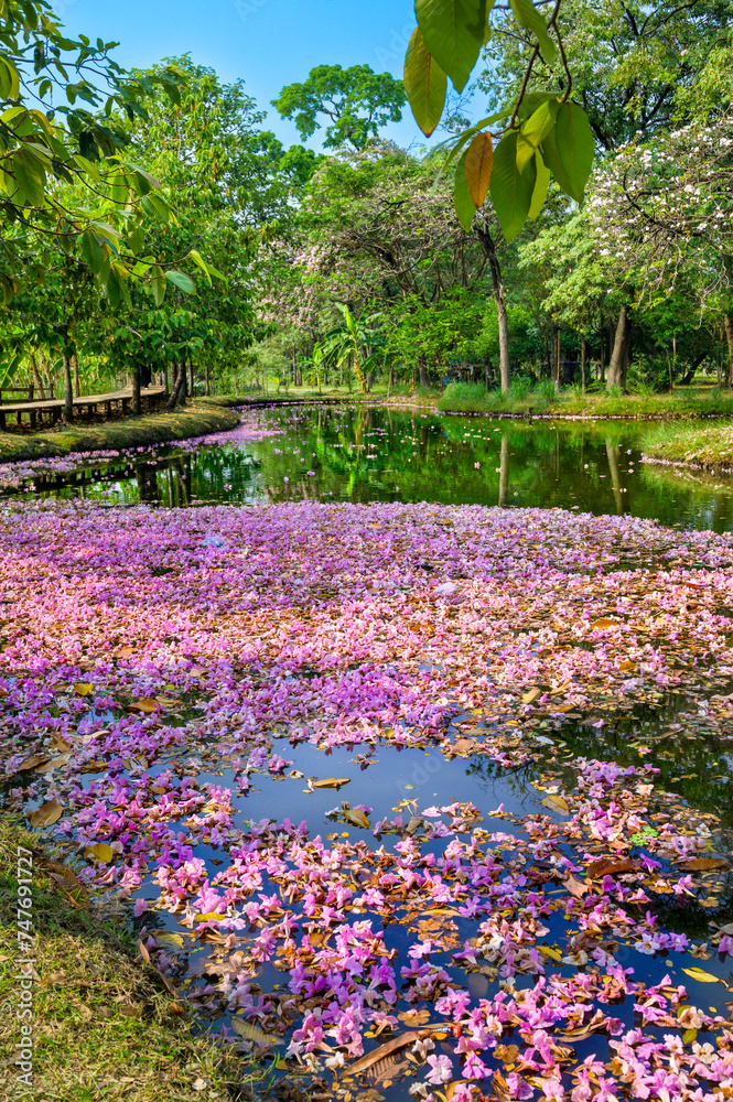 Wall mural View of a pond with pink flowers covering the surface of the water