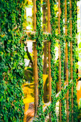 Ficus Pumila on a wooden frame