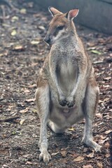 Port Douglas, Queensland, Australia