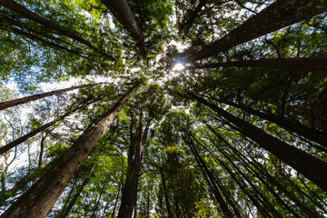 SÃO PAULO, SP, BRAZIL - FEBRUARY 10, 2024: Cup of eucalyptus trees with sun at the top in Alberto Lofgren State Park, better known as Horto Florestal (Forest Garden). © Luiz Barrionuevo
