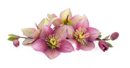arrangement of purple and green hellebores or christ roses isolated over a transparent background. cut-out floristic / floral or gardening design element, banner or header, fresh flowers and buds; PNG