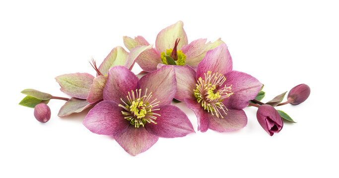 arrangement of purple and green hellebores or christ roses isolated over a transparent background. cut-out floristic / floral or gardening design element, banner or header, fresh flowers and buds; PNG