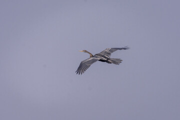 birds flying with bluesky background