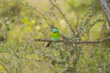 Little Green Bee-eater perched on a branch seen in natural native habitat, Yala National Park, Sri Lanka