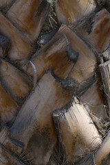 Close up of a palm tree trunk. Abstract background and texture for design.