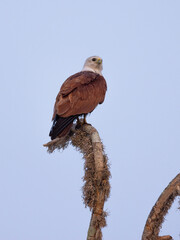 Brahminy Kite perched in tree in natural native habitat, Yala National Park, Sri Lanka