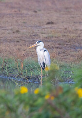 Grey Heron at water edge in natural native habitat, Yala National Park, Sri Lanka
