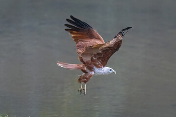 Brahminy kite taking flight in natural native habitat, Yala National Park, Sri Lanka