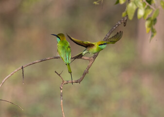 Action shot of Little Green Bee Eater taking flight from tree branch seen in natural native habitat, Yala National Park, Sri Lanka