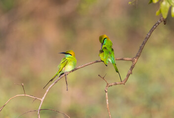 A pair of Little Green Bee-eaters perched on a branch seen in natural native habitat, Yala National Park, Sri Lanka