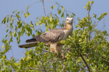 Oriental Honey Buzzard perched in tree in natural native habitat, Yala National Park, Sri Lanka