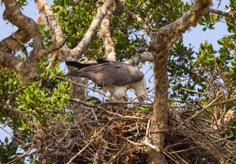 White Bellied Sea Eagle feeding chicks in nest in natural native habitat, Yala National Park, Sri Lanka - obrazy, fototapety, plakaty