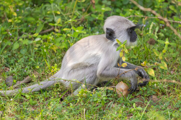 Baby grey langur monkey sitting on ground in natural native habitat, Yala National Park, Sri Lanka