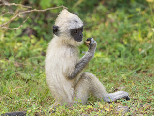 Baby grey langur monkey feeding on ground in natural native habitat, Yala National Park, Sri Lanka