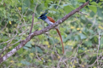 Indian Paradise-Flycatcher perched on a tree branch in natural native habitat, Yala National Park, Sri Lanka