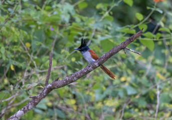 Indian Paradise-Flycatcher perched on a tree branch in natural native habitat, Yala National Park, Sri Lanka