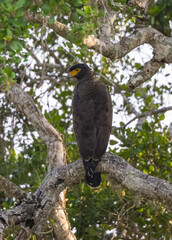 Crested serpent eagle perched in tree in natural native habitat, Yala National Park, Sri Lanka