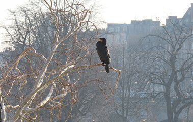 cormorant on a branch of a plane tree over the seine in paris