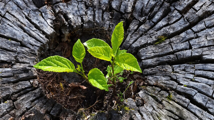 A Young Seedling Sprouting from the Center of an Old Tree Stump