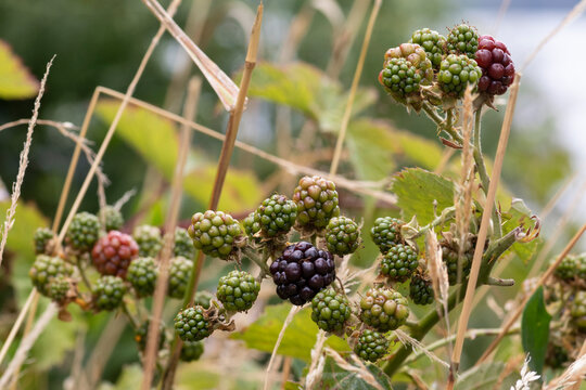 Fruta silvestre comestible, moras verdes y maduras en la mata