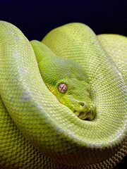 Green Tree Python, Australia