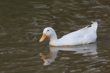 white duck swimming in the water