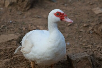 portrait of a goose in the park