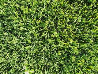 rice farmming bokeh blur background green with drop in macro and great background shine in sunlight