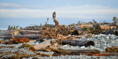 eagles and driftwood