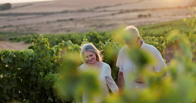 Old couple, walking in vineyard and wine outdoor for tasting, love and marriage, retirement with life partner and travel. Happy people, adventure on farm and glasses with alcohol for holiday in Italy