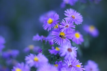 Aster hairy flowers and bee