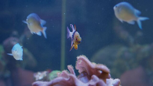 Pajama cardinalfish (Sphaeramia nematoptera) in an aquarium. Swimming fish in a saltwater tank as an attraction or decoration. Beautiful wild animal as a pet at home.