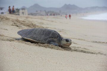 Tortuga marina regresando al mar