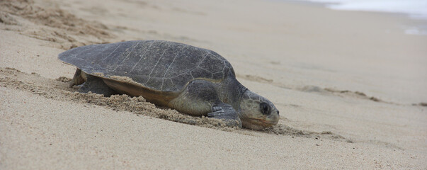 Tortuga marina regresando al mar