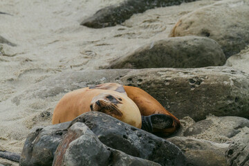 Lazy Sea Lions