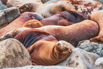 Sea Lions of La Jolla Cove