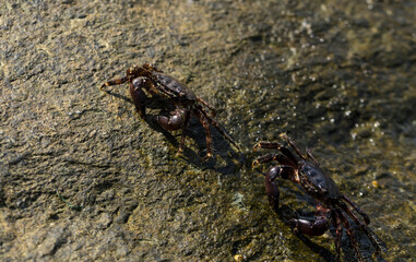 Pachygrapsus marmoratus is a species crab, sometimes called the marbled rock crab or marbled crab. Black Sea. Crab in the stones.