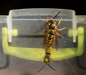 Vespula germanica, the European wasp, German wasp, or German yellowjacket. Male and female at the...