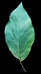 Microstructure of a Leaf, World Environment Day