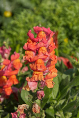 Colorful Snapdragons in a Garden
