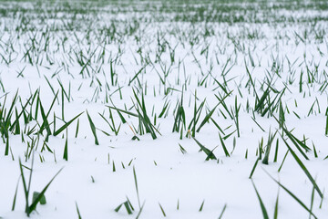 Wheat field covered with snow in winter season.