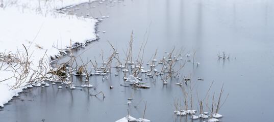 snowy and frozen pond with grass   in winter.