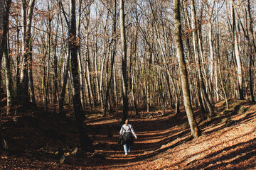 autumn in the forest