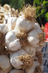 close up pf garlic on white background,