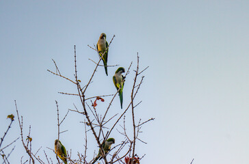 parrots on a branch